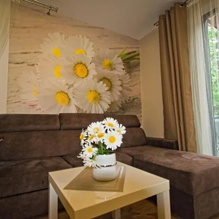 Daisy - Sunny Flowers *