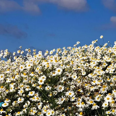 Daisy - Sunny Flowers Lukecin